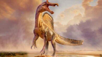 Нови фосили би могли да реше дебату о мистериозним спиносаурусима са једрима