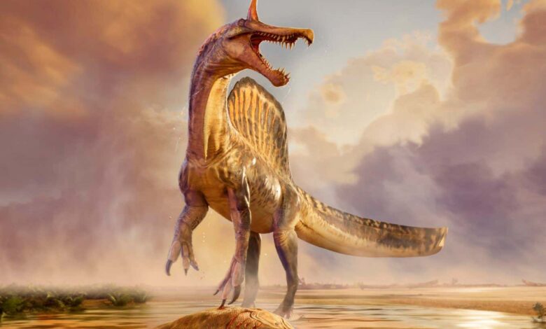 Нови фосили би могли да реше дебату о мистериозним спиносаурусима са једрима