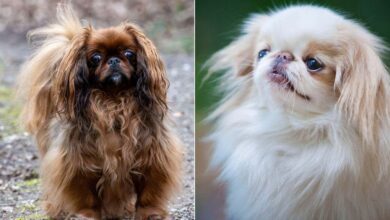 За више раса паса утврђено је да имају висок ризик од стања дисања