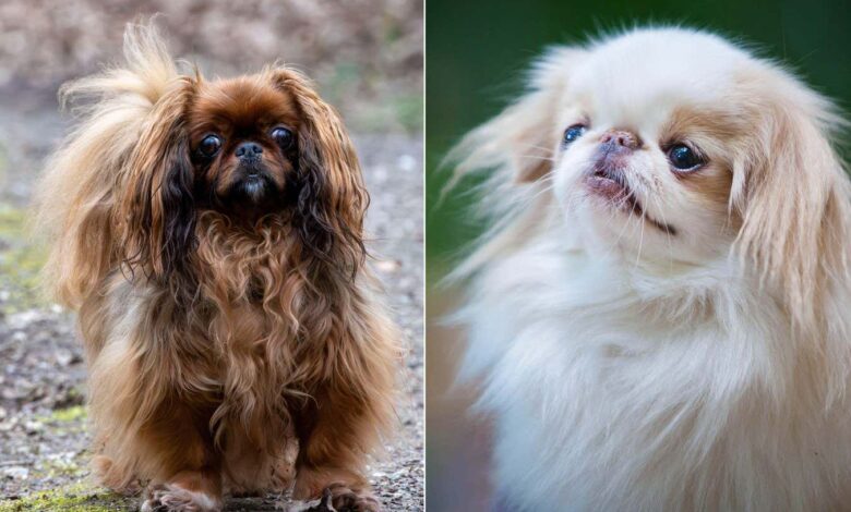 За више раса паса утврђено је да имају висок ризик од стања дисања