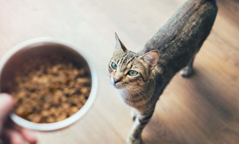 Храна за кућне љубимце на бази рибе може заувек изложити мачке и псе хемикалијама