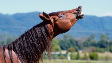 Коњско цвиљење је другачије од било ког другог звука у природи