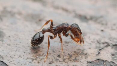 Свако је краљица: врста мрава без мужјака или радника