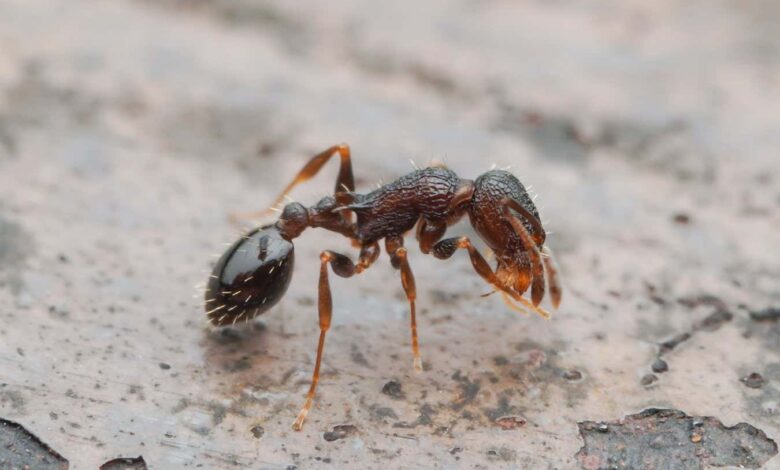 Свако је краљица: врста мрава без мужјака или радника