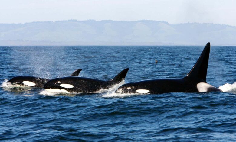 Канибализам може објаснити зашто неке орке остају у породичним групама Канибализам може објаснити зашто неке орке остају у породичним групама