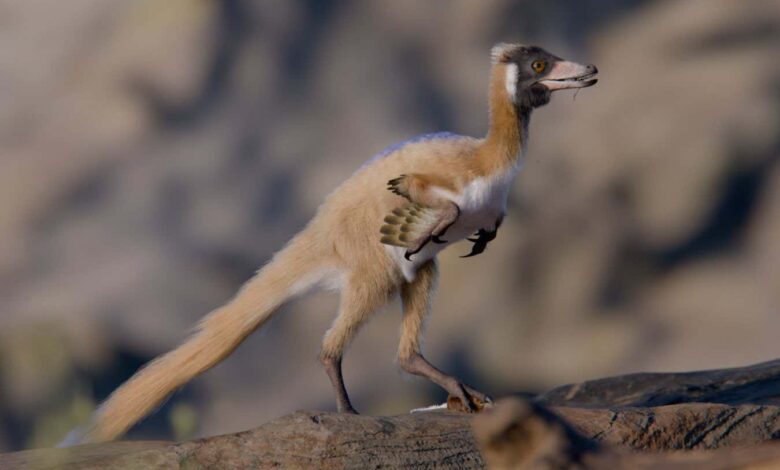 Мали предаторски диносаурус тежио је мање од пилетине