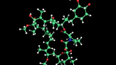 Рапамицин може додати године вашем животу, или ништа – то је лутрија