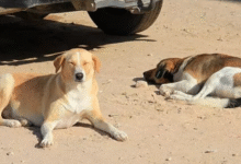 Домаћин Светског првенства оптужен да је убио милионе паса пре почетка фудбалског турнира