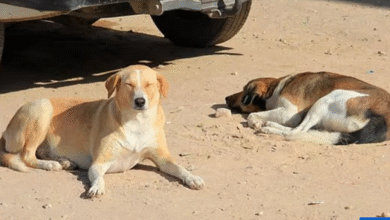 Домаћин Светског првенства оптужен да је убио милионе паса пре почетка фудбалског турнира