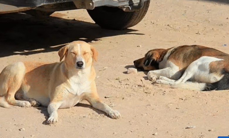 Домаћин Светског првенства оптужен да је убио милионе паса пре почетка фудбалског турнира