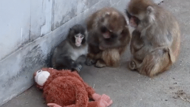 ПЕТА позива на лечење вирусне бебе мајмуна Пунча: „Животиње плаћају доживотну цену“