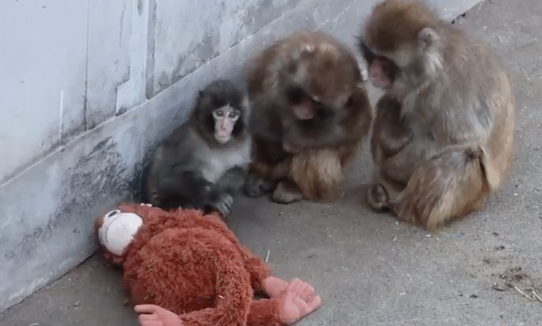 ПЕТА позива на лечење вирусне бебе мајмуна Пунча: „Животиње плаћају доживотну цену“