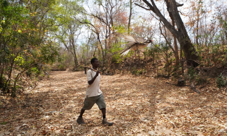 У потрази за пчелама, Мозамбички ловци на мед и птице деле језик са различитим, регионалним дијалектима