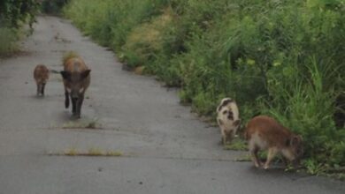 Радиоактивни хибриди свиња и свиња напредују у Фукушими након нуклеарне катастрофе – сада научници знају зашто