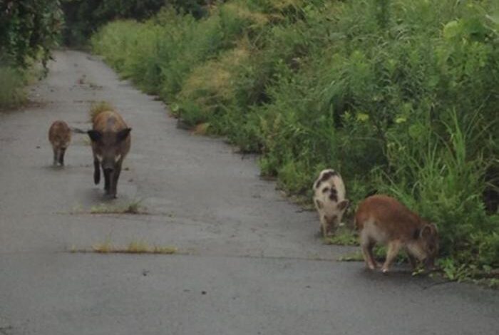 Радиоактивни хибриди свиња и свиња напредују у Фукушими након нуклеарне катастрофе – сада научници знају зашто