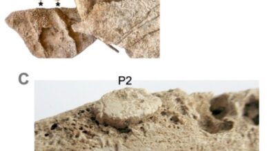 Најранија позната мазга у западној Европи умрла је пре 2.700 година – и била је сахрањена са делимично кремираном женом