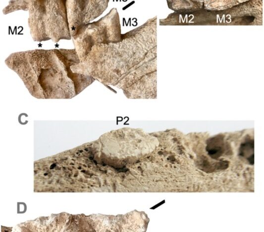 Најранија позната мазга у западној Европи умрла је пре 2.700 година – и била је сахрањена са делимично кремираном женом