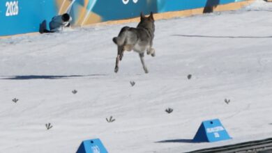 Дог Црасхес Трка у скијашком трчању