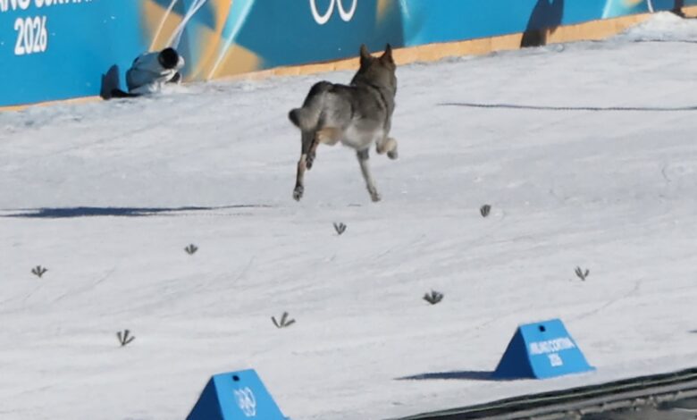 Дог Црасхес Трка у скијашком трчању