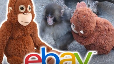 Вирусни пуњени ИКЕА мајмун се продаје на стотине на еБаиу