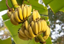 Научници открили ген који би могао да спаси банане од смртоносне панамске болести
