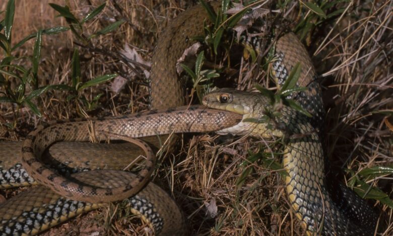 Змије настављају да еволуирају у канибале – ево шта научници мисле да се дешава Змије настављају да еволуирају у канибале – ево шта научници мисле да се дешава