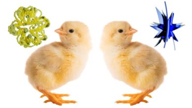 Младунци пролазе ‘боуба-кики’ тест, изазивајући теорију еволуције језика