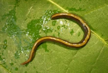 Научници откривају да кућни љубимци помажу ширењу инвазивног пљоснатог црва