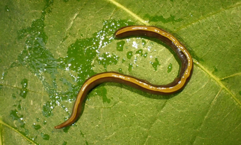 Научници откривају да кућни љубимци помажу ширењу инвазивног пљоснатог црва