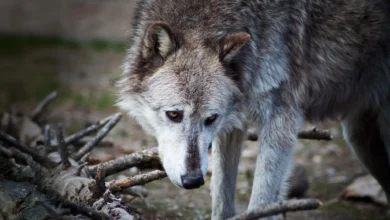 Иелловстоне вукови можда ипак нису трансформисали национални парк