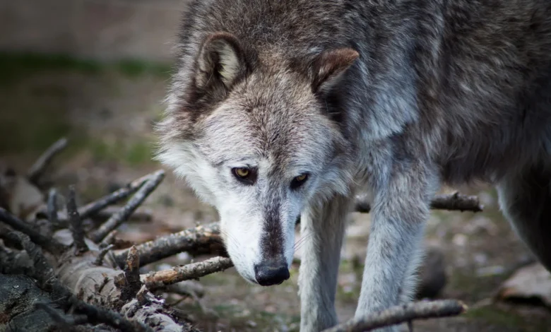 Иелловстоне вукови можда ипак нису трансформисали национални парк