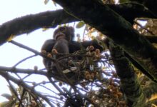 Пијане шимпанзе нису успеле на тесту урина, потврђују теорију о којој се жестоко расправља