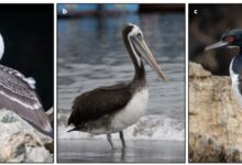 Да ли су измет морских птица подстакао Чинчу у Перуу?