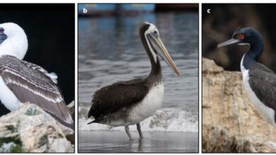 Да ли су измет морских птица подстакао Чинчу у Перуу?