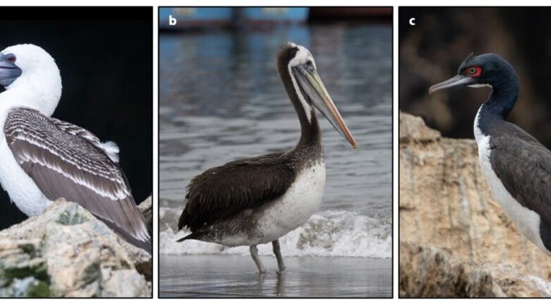 Да ли су измет морских птица подстакао Чинчу у Перуу?