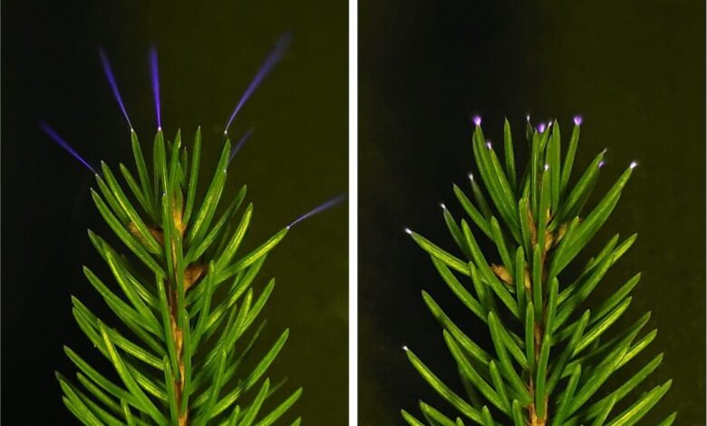 Научници су управо ухватили дрвеће које испаљује ултраљубичасте искре током грмљавине