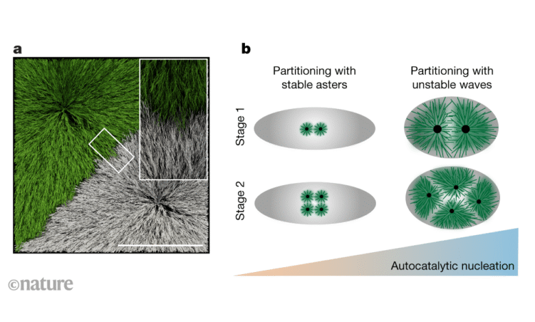 Робусна подела садржаја ћелије према физичким нестабилностима и биолошким сатовима