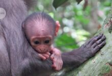 Веверице би могле бити резервоар за вирус који изазива мпок