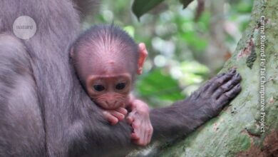 Веверице би могле бити резервоар за вирус који изазива мпок