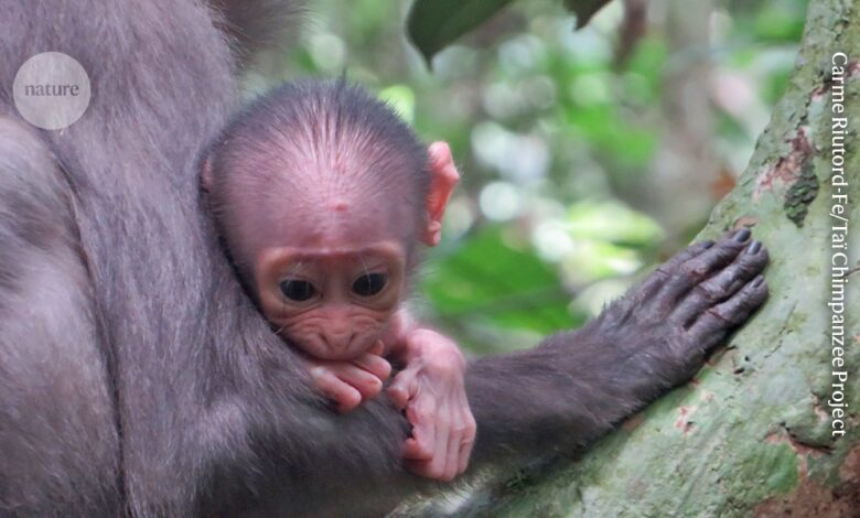 Веверице би могле бити резервоар за вирус који изазива мпок