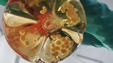 Сада није време за одузимање средстава за истраживање ткива људског фетуса