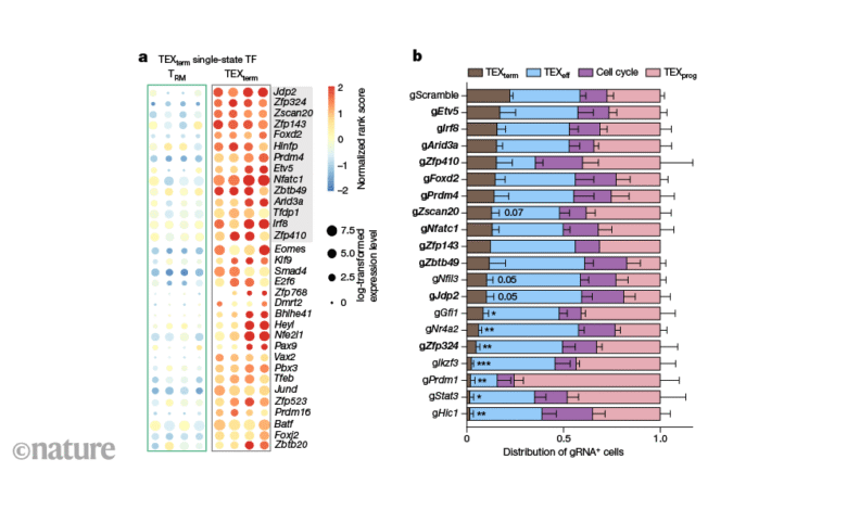 Имунске ћелије би могле да се заштите од ‘исцрпљења’ окретањем генетских прекидача