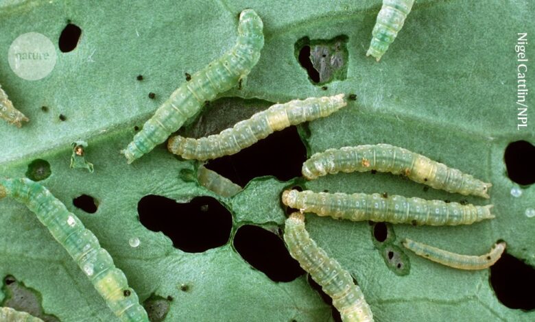 Паразитске осе користе припитомљени вирус да кастрирају гусенице