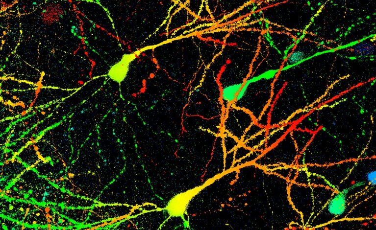 Вежбање обнавља мозак – повећава издржљивост тела