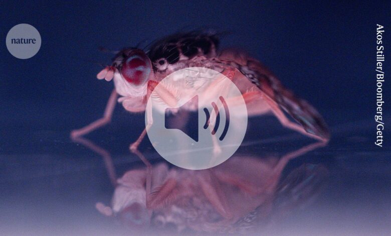 Ове гладне имуне ћелије уређују мозак уснулих мува