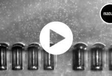 Мале роботске рибе могле су да пливају кроз тело уз помоћ ултразвука