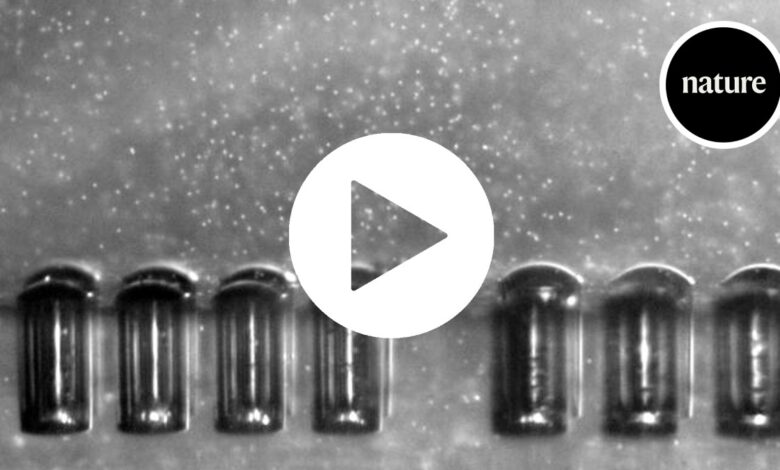 Мале роботске рибе могле су да пливају кроз тело уз помоћ ултразвука