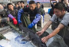 Јангце без рибара — али не и без рибе