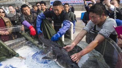 Јангце без рибара — али не и без рибе