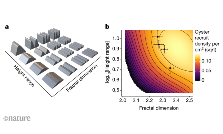 Остриге граде гребене оптималне геометрије